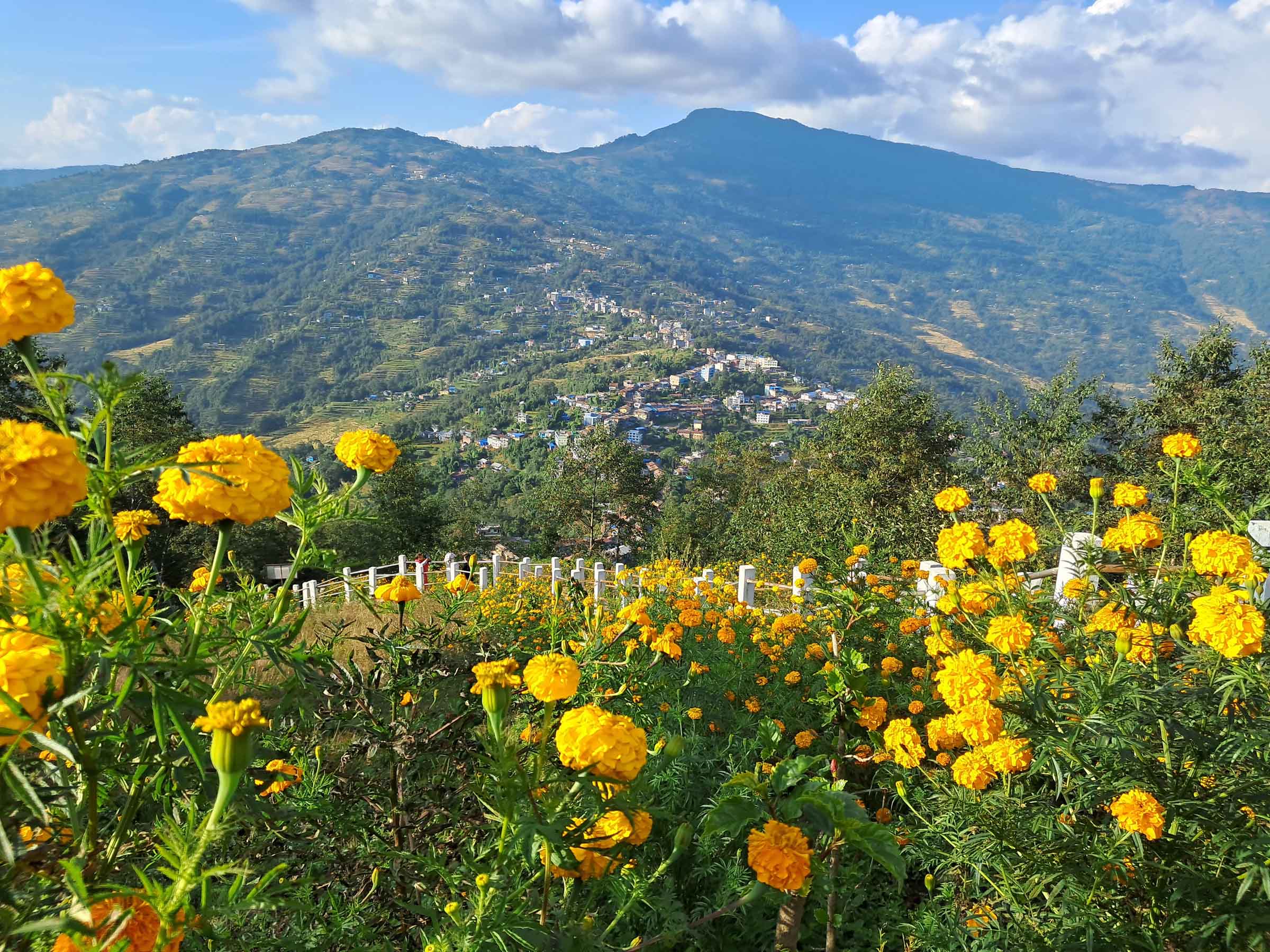 flower at majhuwagadhi (viii).jpg